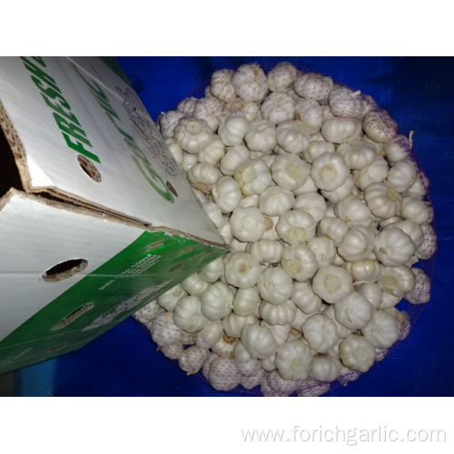 Fresh Pure White Garlic New Crop 2019
